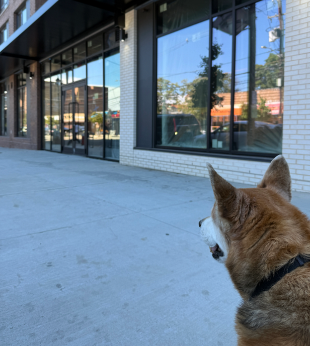 Ailee, a fluffy tan dog, sitting on the sidewalk looking up at the empty storefront that would become Ctrl Alt Refresh